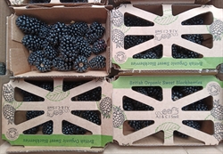 Picture of Herefordshire Blackberries