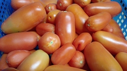 Picture of Large Plum Tomatoes