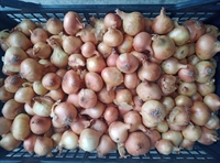 Picture of Pickling Onions