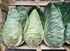 Hispi Cabbage