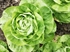 Oak Leaf Lettuce