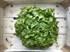 Oak Leaf Lettuce