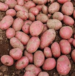 Picture of Alouette Potatoes
