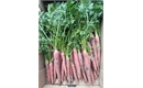 Picture of Red Sun Carrots, bunched