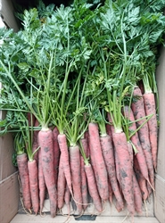 Picture of Red Sun Carrots, bunched