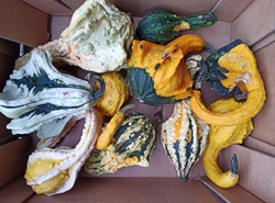 Picture of Decorative Gourds