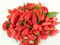 Picture of Dorset Naga Chillies