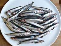 Picture of Cornish Anchovies
