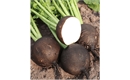 Picture of Black Spanish Radishes