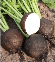 Picture of Black Spanish Radishes