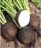 Black Spanish Radishes