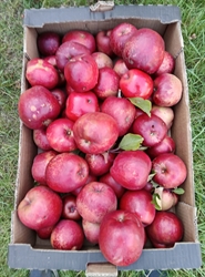 Picture of Wisley Crab Apples