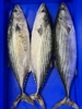 Picture of Cornish Atlantic Bonito Tuna