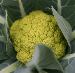 Picture of Large Emerald Cauliflower