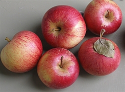Picture of Blenheim Orange Apples
