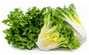 Picture of Scarole Endive Lettuce