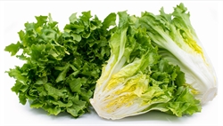 Picture of Scarole Endive Lettuce