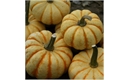 Picture of Sweet Lightning Squash