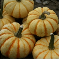Picture of Sweet Lightning Squash