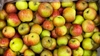 Picture of Lord Lampbourne Apples