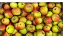 Picture of Lord Lampbourne Apples