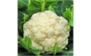 Picture of XL White Cauliflower