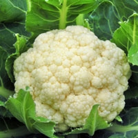Picture of XL White Cauliflower
