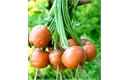 Picture of Parisienne Round Carrots