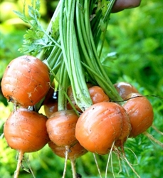 Picture of Parisienne Round Carrots