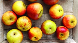 Picture of Delbard Estivale Apples