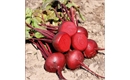 Picture of Egyptian Beetroot, Loose
