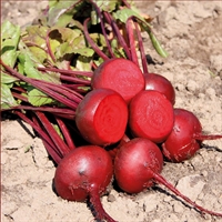 Picture of Egyptian Beetroot, Loose