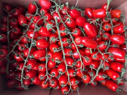 Picture of Baby Plum Vine Tomatoes