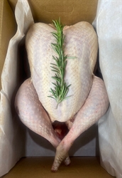 Picture of White Suffolk Turkey