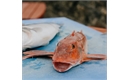 Picture of Red Gurnard