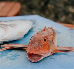 Picture of Red Gurnard