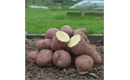 Picture of Red Sunset Potatoes
