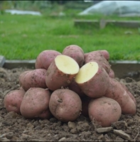 Picture of Red Sunset Potatoes