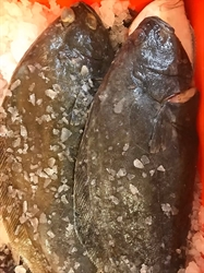 Picture of Whole Halibut