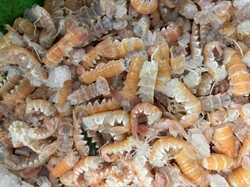 Picture of Langoustine Tails