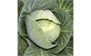 Picture of Drago Green Cabbage