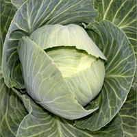 Picture of Drago Green Cabbage