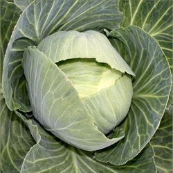 Picture of Drago Green Cabbage