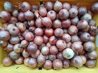 Picture of Kent Roasting Onions