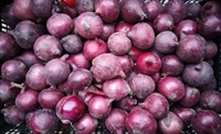 Picture of Kent Red Roasting Onions