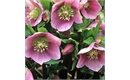 Picture of Lenten Rose