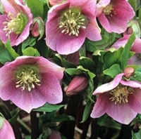 Picture of Lenten Rose