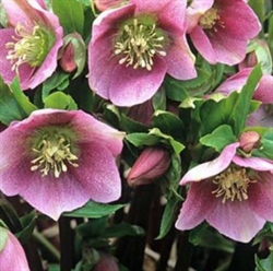 Picture of Lenten Rose