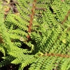 Picture of Soft Shield Fern 'Herrenhausen'