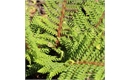 Picture of Soft Shield Fern 'Herrenhausen'
